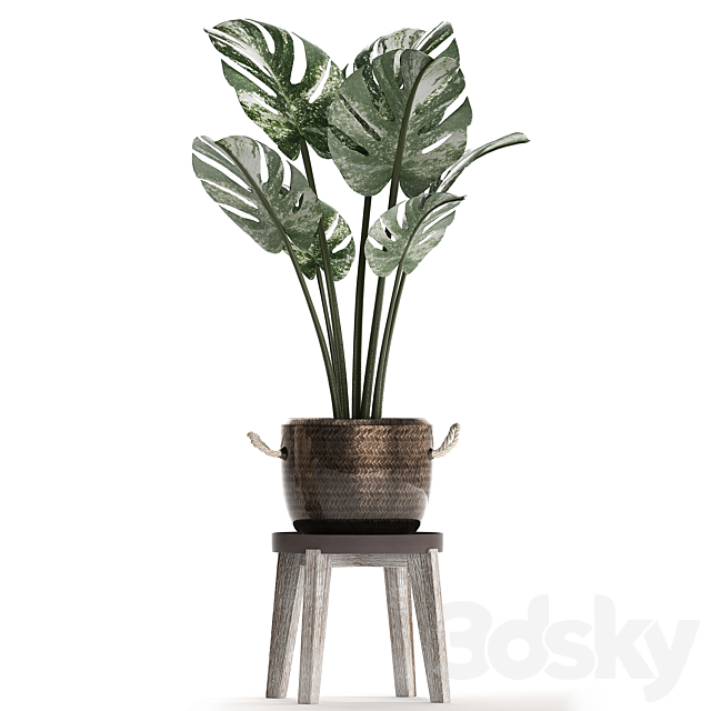 Collection of small plants in modern stylish glossy pots rattan baskets with Monstera variegated luxury. Set 450. 3DS Max Model - thumbnail 3