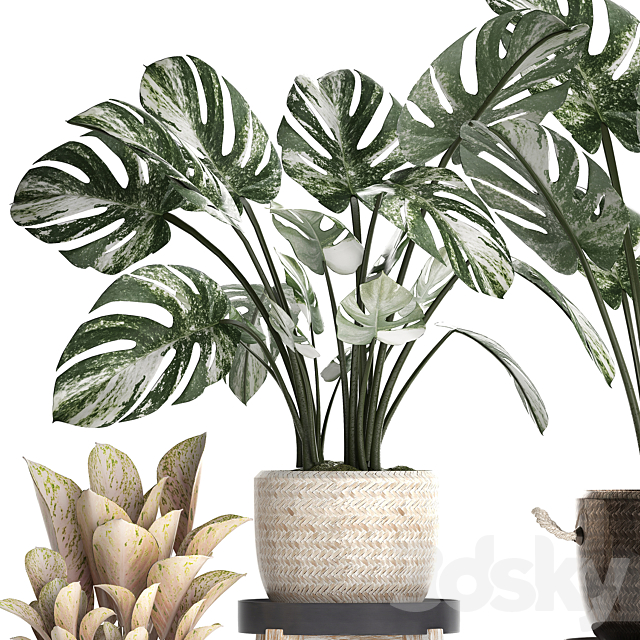 Collection of small plants in modern stylish glossy pots rattan baskets with Monstera variegated luxury. Set 450. 3DS Max Model - thumbnail 4