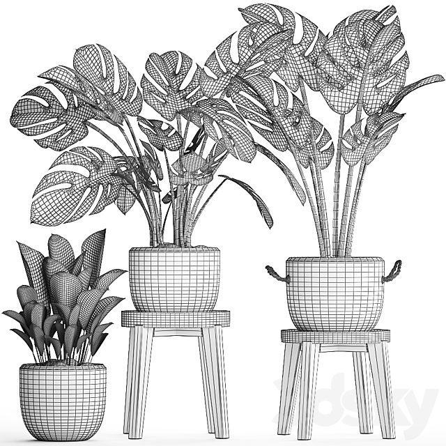 Collection of small plants in modern stylish glossy pots rattan baskets with Monstera variegated luxury. Set 450. 3DS Max Model - thumbnail 5