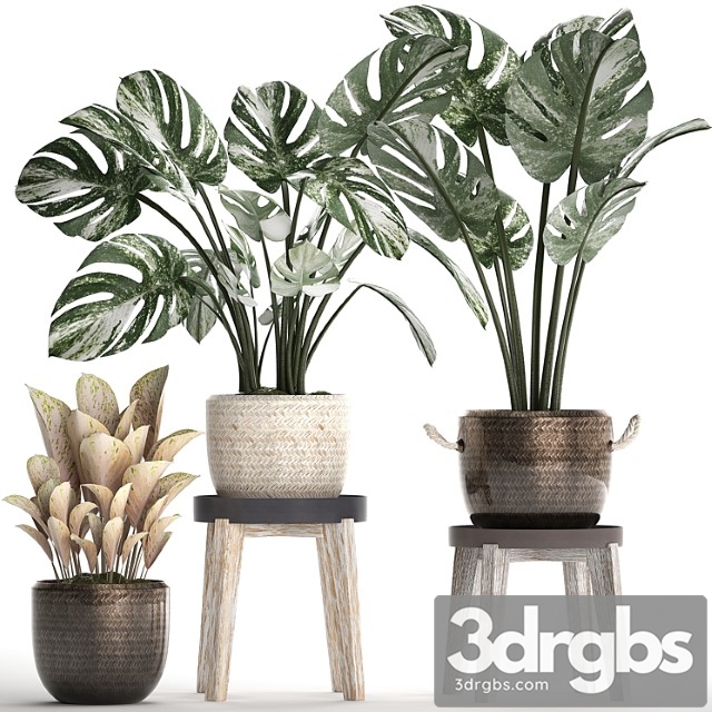 Collection of small plants in modern stylish glossy pots rattan baskets with monstera variegated, luxury. set 450. - thumbnail 1