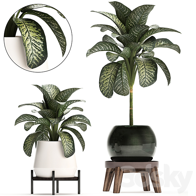 Collection of small plants in modern stylish round pots on legs with Diffenbachia. luxury. Set 452. 3DSMax File - thumbnail 3