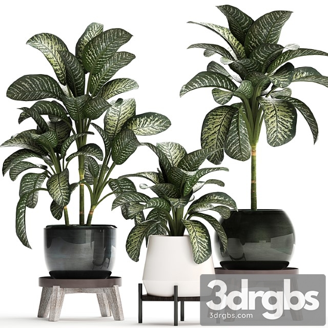 Collection of small plants in modern stylish round pots on legs with diffenbachia, luxury. set 452. - thumbnail 1