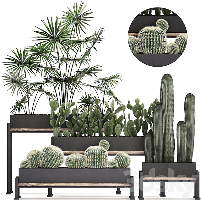 Collection of small plants in potted flower beds on legs with Fan palm. Cactus. Prickly pear. Carnegie. Barrel cactus. Set 462. 3DSMax File - thumbnail 1