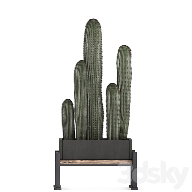 Collection of small plants in potted flower beds on legs with Fan palm. Cactus. Prickly pear. Carnegie. Barrel cactus. Set 462. 3DSMax File - thumbnail 3