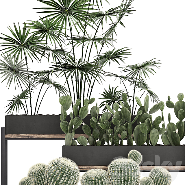 Collection of small plants in potted flower beds on legs with Fan palm. Cactus. Prickly pear. Carnegie. Barrel cactus. Set 462. 3DSMax File - thumbnail 4