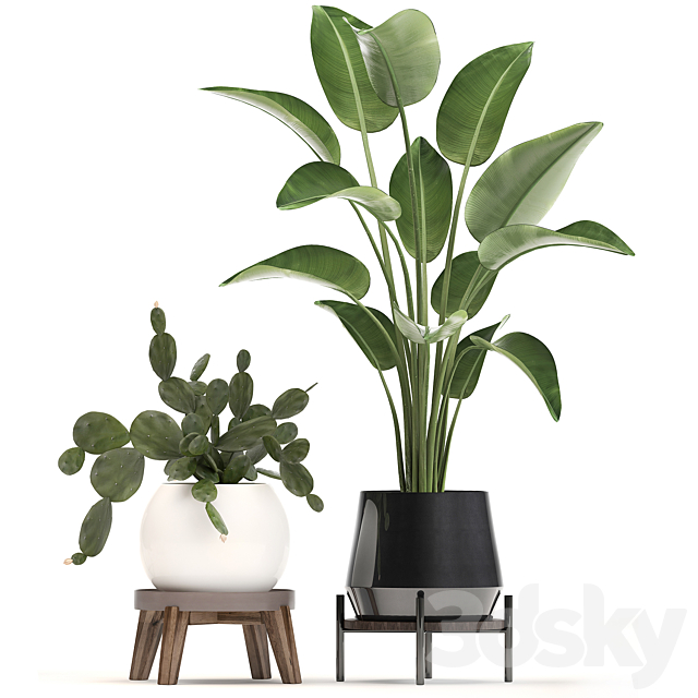 Collection of small plants in white modern pots with prickly pear cactus banana palm monstera strelitzia. Set 448. 3DS Max Model - thumbnail 2