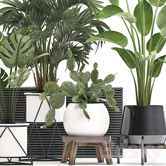 Collection of small plants in white modern pots with prickly pear cactus banana palm monstera strelitzia. Set 448. 3DS Max Model - thumbnail 3