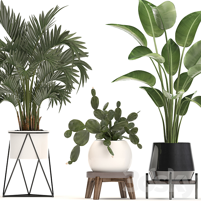 Collection of small plants in white modern pots with prickly pear cactus banana palm monstera strelitzia. Set 448. 3DS Max Model - thumbnail 4