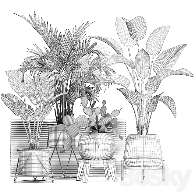 Collection of small plants in white modern pots with prickly pear cactus banana palm monstera strelitzia. Set 448. 3DS Max Model - thumbnail 5