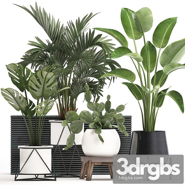 Collection of small plants in white modern pots with prickly pear cactus, banana palm, monstera, strelitzia. set 448. - thumbnail 1