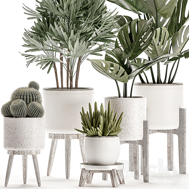 Collection of small plants in white pots on legs with monstera raspis palm cactus Barrel cactus. Set 509. 3DS Max Model - thumbnail 2