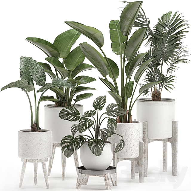 Collection of small plants in white pots on legs with Strelitzia. banana palm. hovea. monstera. alokasia. Set 557. 3DSMax File - thumbnail 1