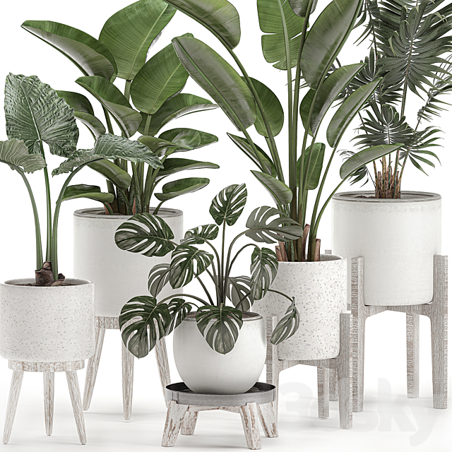 Collection of small plants in white pots on legs with Strelitzia. banana palm. hovea. monstera. alokasia. Set 557. 3DSMax File - thumbnail 2