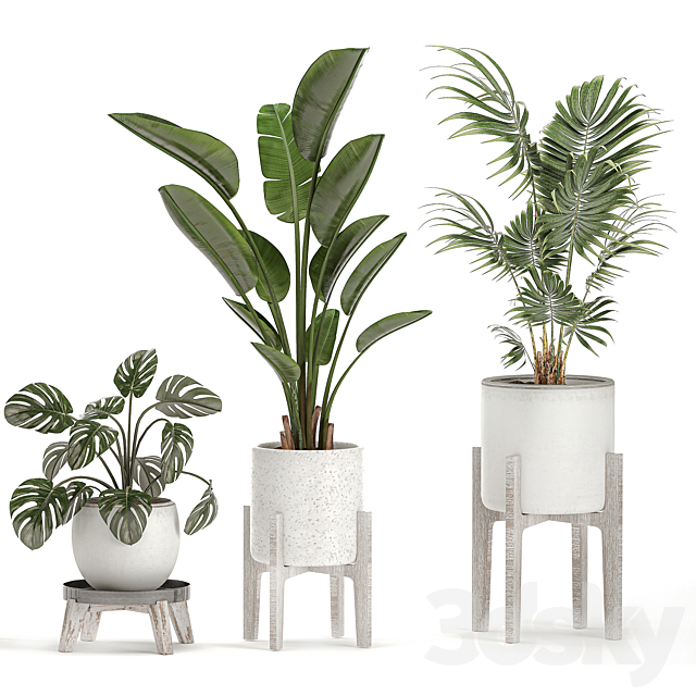 Collection of small plants in white pots on legs with Strelitzia. banana palm. hovea. monstera. alokasia. Set 557. 3DSMax File - thumbnail 3