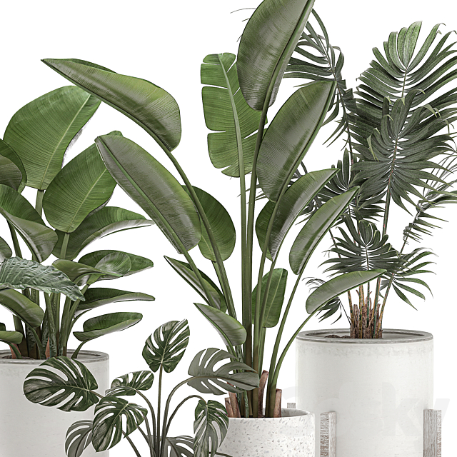 Collection of small plants in white pots on legs with Strelitzia. banana palm. hovea. monstera. alokasia. Set 557. 3DSMax File - thumbnail 4