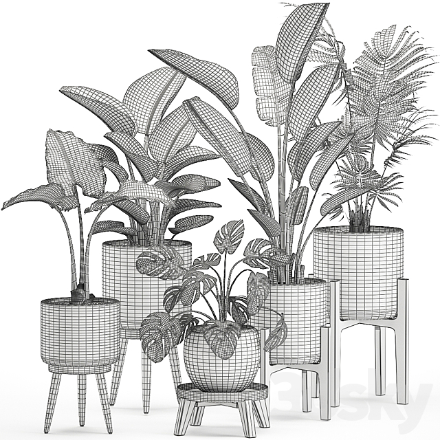 Collection of small plants in white pots on legs with Strelitzia. banana palm. hovea. monstera. alokasia. Set 557. 3DSMax File - thumbnail 5