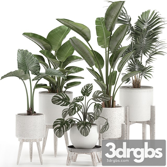 Collection of small plants in white pots on legs with strelitzia, banana palm, hovea, monstera, alokasia. set 557. - thumbnail 1