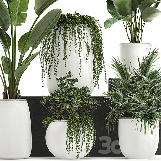 Collection of small plants in white pots with Banana fan palm Calathea Fat succulents. Set 818. 3DS Max Model - thumbnail 2