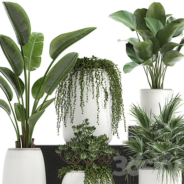 Collection of small plants in white pots with Banana fan palm Calathea Fat succulents. Set 818. 3DS Max Model - thumbnail 3