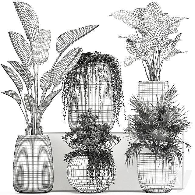 Collection of small plants in white pots with Banana fan palm Calathea Fat succulents. Set 818. 3DS Max Model - thumbnail 5