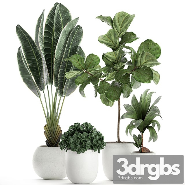 Collection of small plants in white pots with ravenala, ficus lyrata tree, nutsifera coconut, strelitzia. set 666. - thumbnail 1