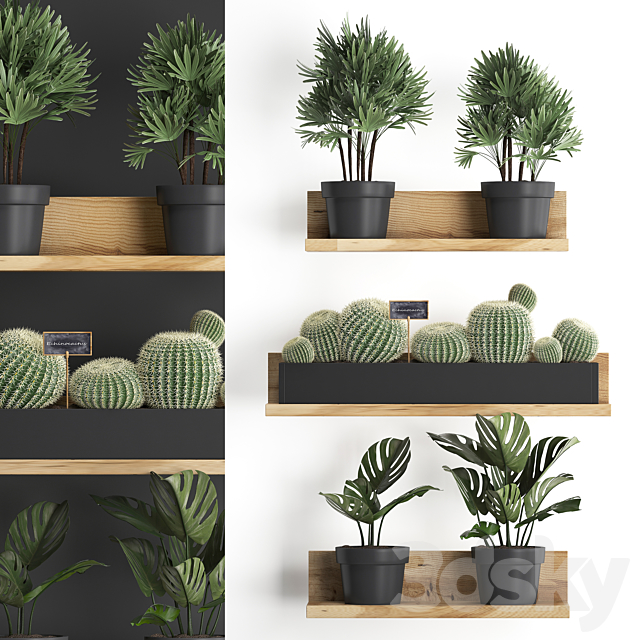 Collection of small plants vertical gardening wooden shelf with flowers in pots with Cactus. monstera. Raphis palm. Set 51. 3DSMax File - thumbnail 1
