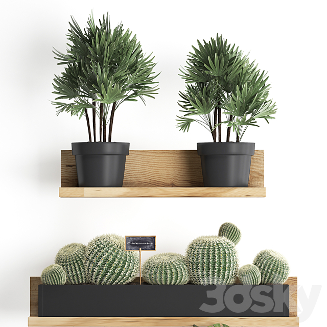 Collection of small plants vertical gardening wooden shelf with flowers in pots with Cactus. monstera. Raphis palm. Set 51. 3DSMax File - thumbnail 2