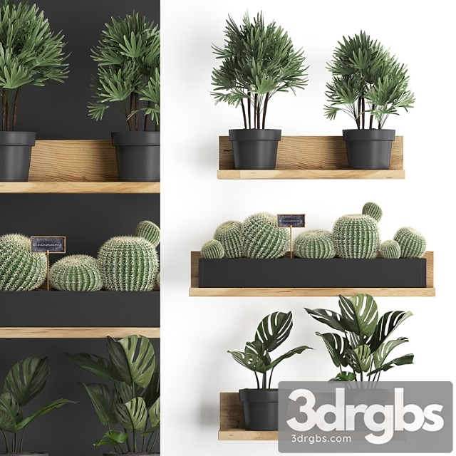 Collection of small plants vertical gardening wooden shelf with flowers in pots with cactus, monstera, raphis palm. set 51. - thumbnail 1