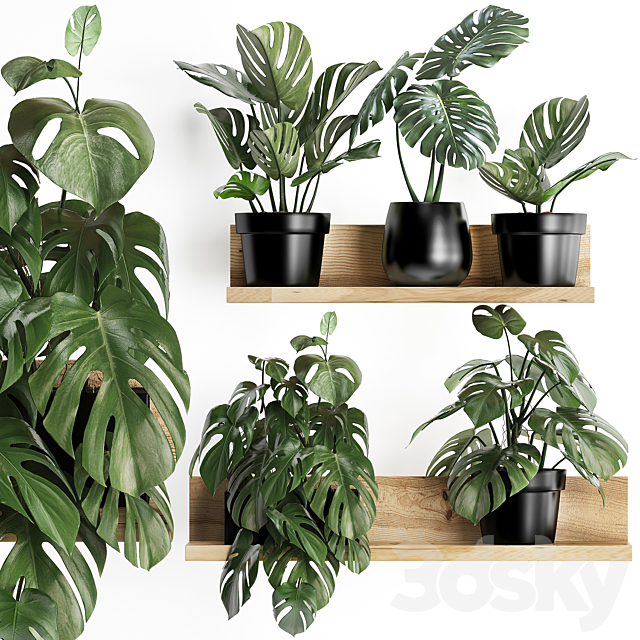 Collection of small plants wooden shelf with flowers in pots with a beautiful monstera bush. Set 403. 3ds Max - thumbnail 1