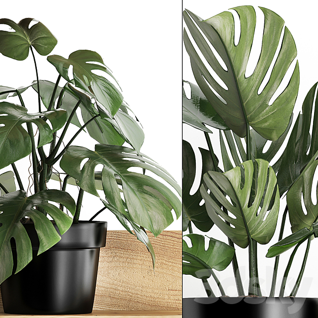 Collection of small plants wooden shelf with flowers in pots with a beautiful monstera bush. Set 403. 3ds Max - thumbnail 2