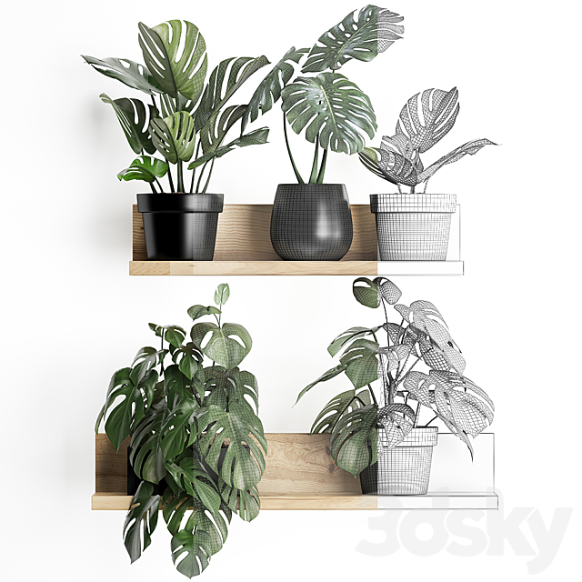 Collection of small plants wooden shelf with flowers in pots with a beautiful monstera bush. Set 403. 3ds Max - thumbnail 3