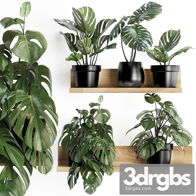 Collection of small plants wooden shelf with flowers in pots with a beautiful monstera bush. set 403. - thumbnail 1