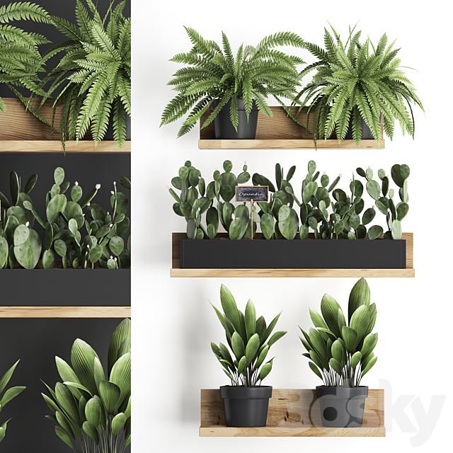 Collection of small plants wooden shelf with flowers in pots with cactus. fern bush. prickly pear. Set 398. 3DSMax File - thumbnail 1