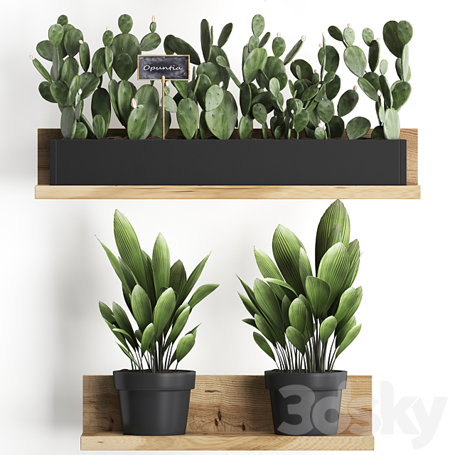 Collection of small plants wooden shelf with flowers in pots with cactus. fern bush. prickly pear. Set 398. 3DSMax File - thumbnail 2