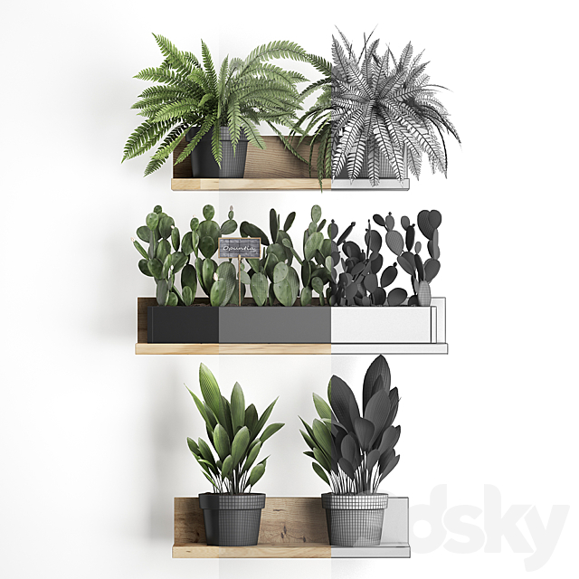 Collection of small plants wooden shelf with flowers in pots with cactus. fern bush. prickly pear. Set 398. 3DSMax File - thumbnail 3