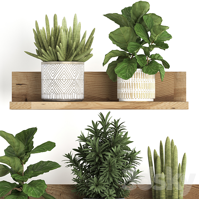 Collection of small plants wooden shelf with flowers in pots with Ficus lirata dracaena sansevieria. Set 407. 3DS Max Model - thumbnail 2