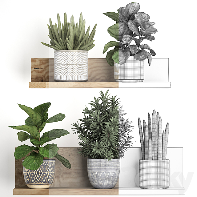 Collection of small plants wooden shelf with flowers in pots with Ficus lirata dracaena sansevieria. Set 407. 3DS Max Model - thumbnail 3