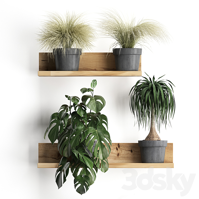 Collection of small plants wooden shelf with flowers in pots with monstera dracaena Chlorophytum grass grass. Set 48. 3DS Max Model - thumbnail 2