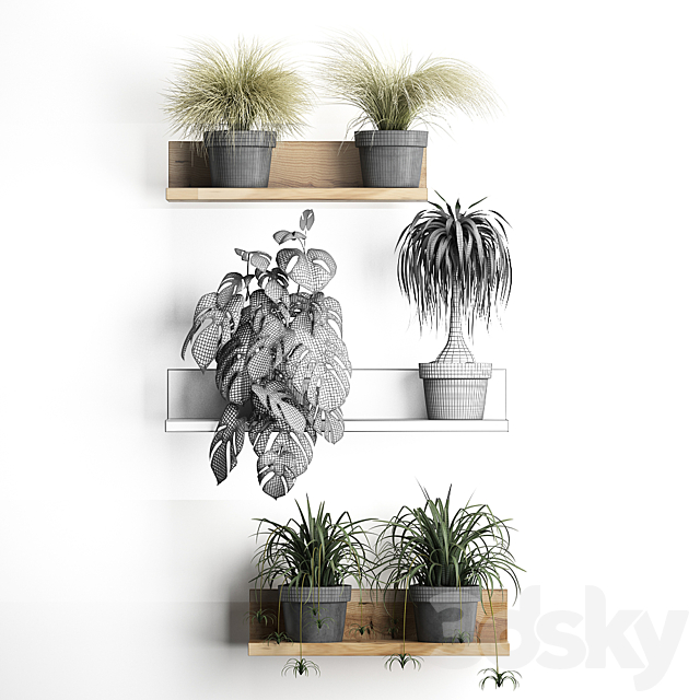 Collection of small plants wooden shelf with flowers in pots with monstera dracaena Chlorophytum grass grass. Set 48. 3DS Max Model - thumbnail 3