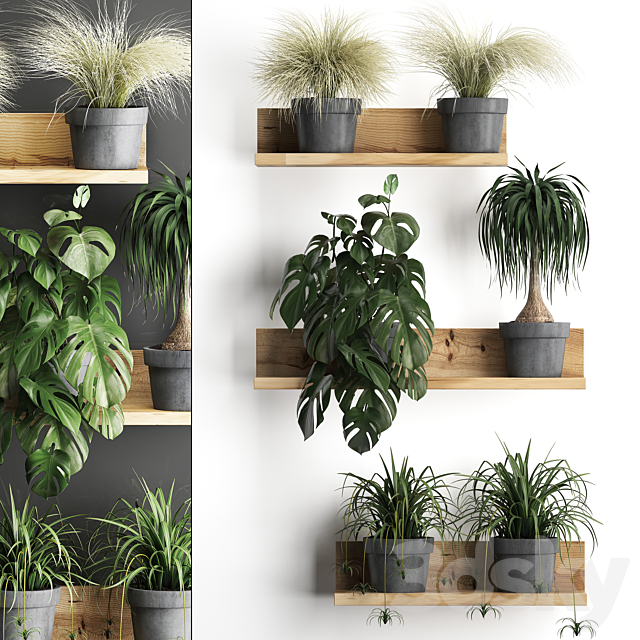 Collection of small plants wooden shelf with flowers in pots with monstera dracaena Chlorophytum grass grass. Set 48. 3dsMax Model - thumbnail 1