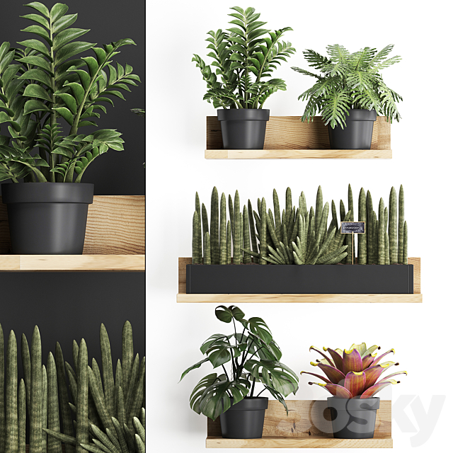 Collection of small plants wooden shelf with flowers in pots with Zamiokulkas Philodendron bromelia monstera. Set 401. 3ds Max - thumbnail 1