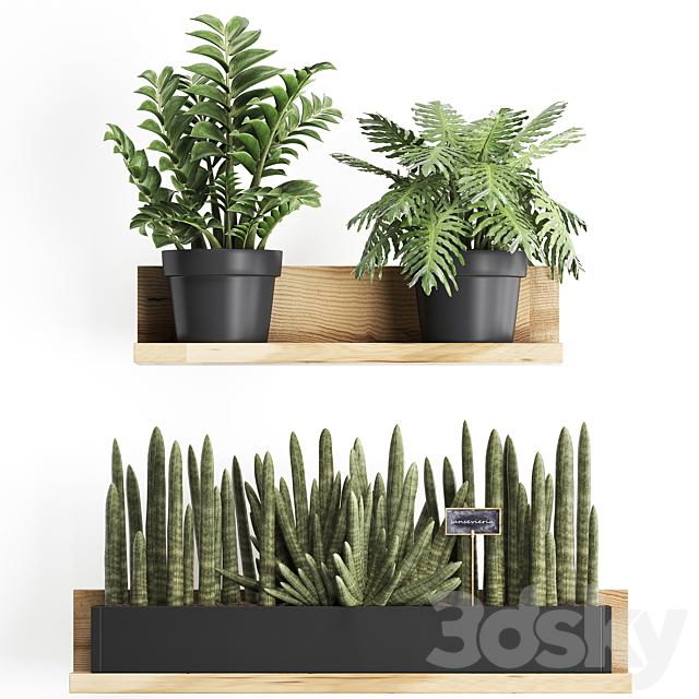 Collection of small plants wooden shelf with flowers in pots with Zamiokulkas Philodendron bromelia monstera. Set 401. 3ds Max - thumbnail 2