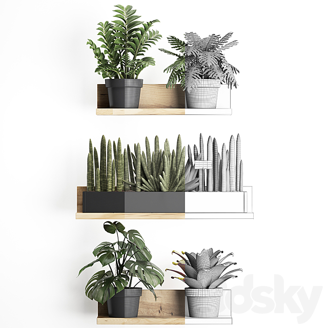 Collection of small plants wooden shelf with flowers in pots with Zamiokulkas Philodendron bromelia monstera. Set 401. 3ds Max - thumbnail 3