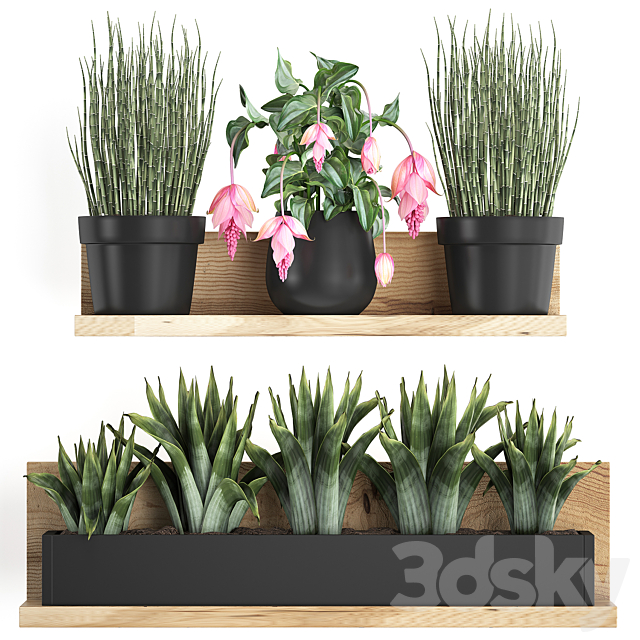 Collection of small plants wooden shelf with pink flowers in pots with bromelia horsetail Medinilla. Set 404. 3ds Max - thumbnail 1