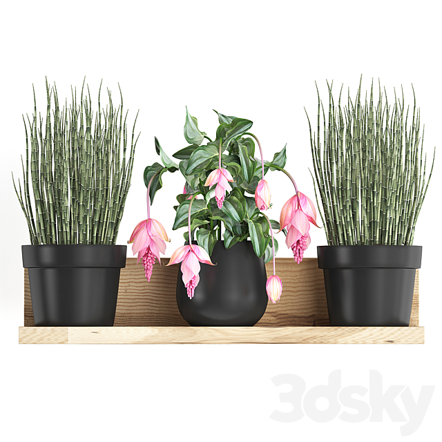 Collection of small plants wooden shelf with pink flowers in pots with bromelia horsetail Medinilla. Set 404. 3ds Max - thumbnail 2