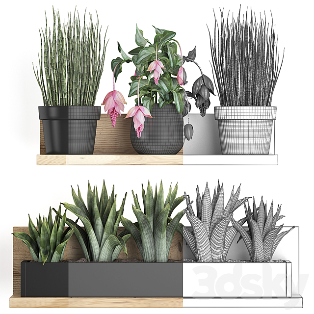 Collection of small plants wooden shelf with pink flowers in pots with bromelia horsetail Medinilla. Set 404. 3ds Max - thumbnail 3