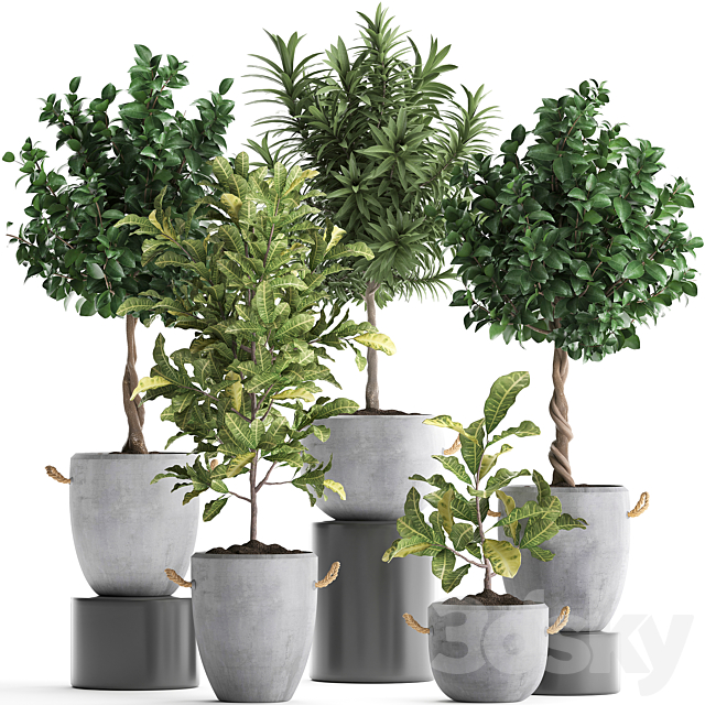 Collection of small trees in concrete pots with handles with Lemon tree croton oleander citrus.  Set 437. 3ds Max - thumbnail 1