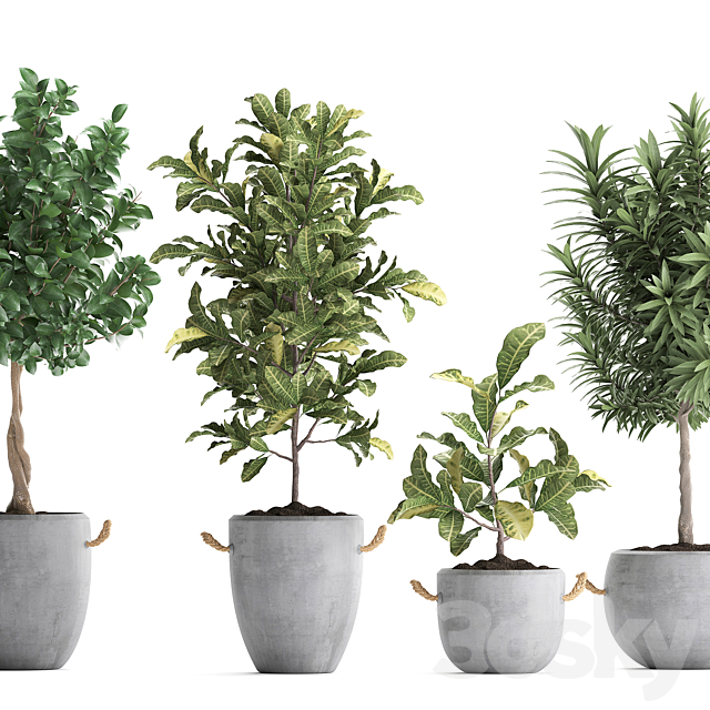 Collection of small trees in concrete pots with handles with Lemon tree croton oleander citrus.  Set 437. 3ds Max - thumbnail 2