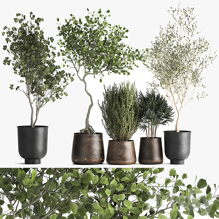 Collection of trees in black metal pots with Olive Ginkgo. Set 1034. 3DS Max Model - thumbnail 1