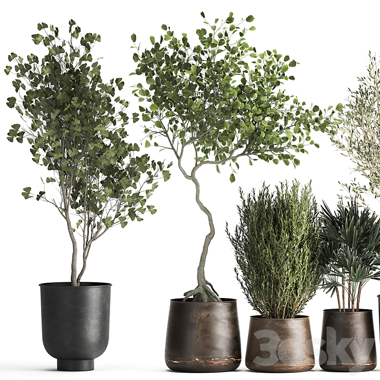 Collection of trees in black metal pots with Olive Ginkgo. Set 1034. 3DS Max Model - thumbnail 2